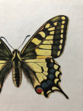 Load image into Gallery viewer, Vintage Butterfly Print, Papilio Machaon