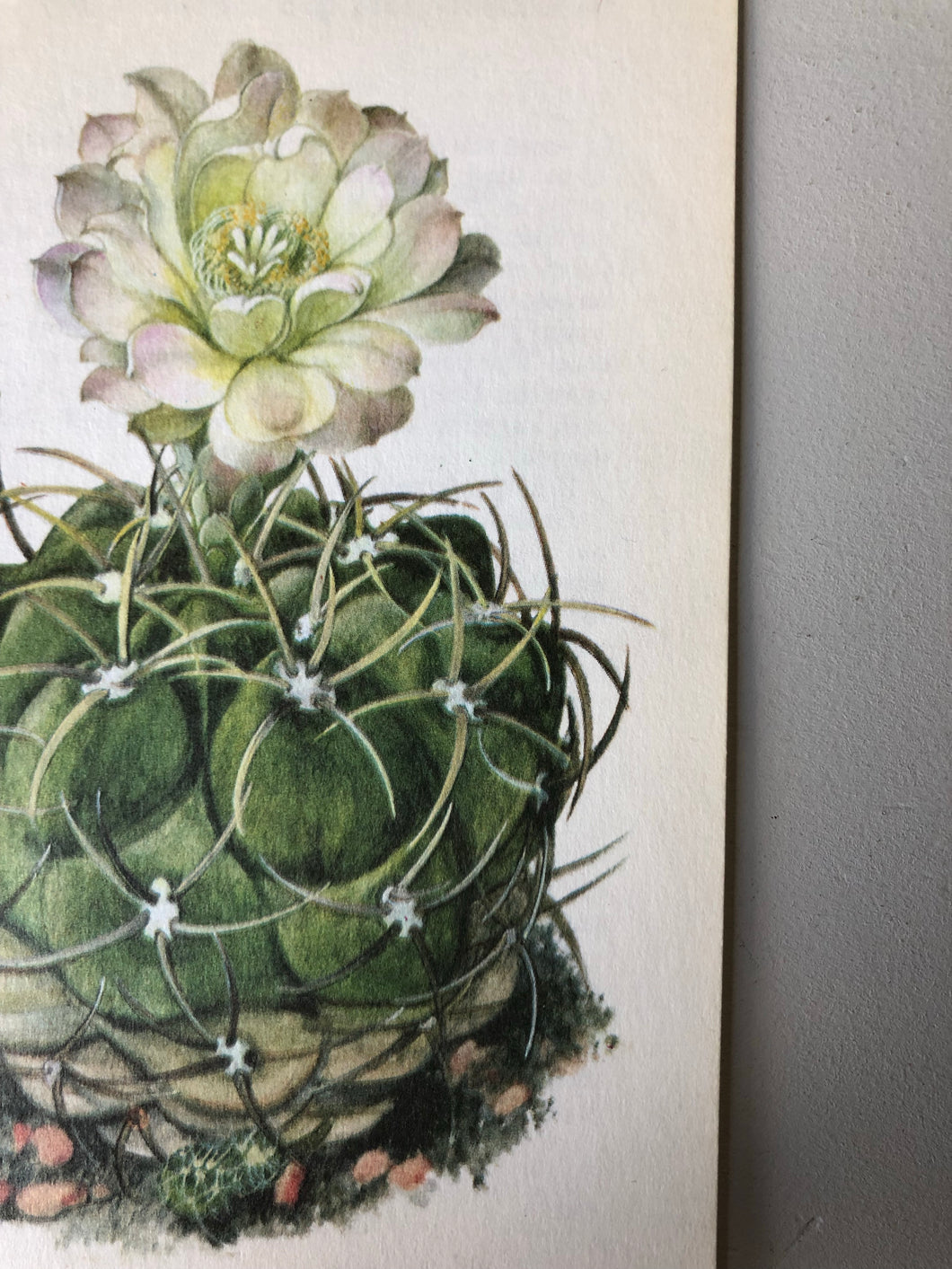 1950s Botanical Cacti Print, White
