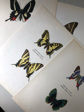 Load image into Gallery viewer, Vintage Butterfly Print, Diorina Psecas