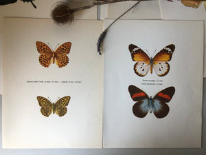 Pair of Vintage Butterfly Bookplates / Prints, Argynnis paphia