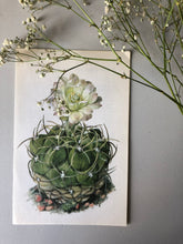 Load image into Gallery viewer, 1950s Botanical Cacti Print, White