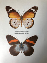 Load image into Gallery viewer, Original Butterfly Bookplate, Danaus chrysippus