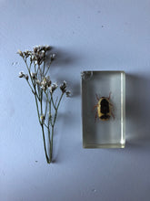 Load image into Gallery viewer, NEW - Vintage Yellow Beetle Resin Block