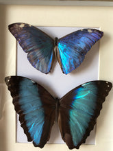 Load image into Gallery viewer, NEW - Blue Vintage Framed Butterflies