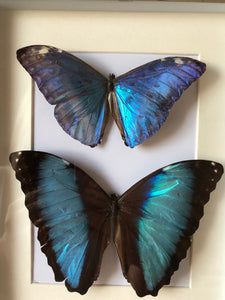 NEW - Blue Vintage Framed Butterflies