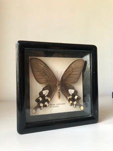 Antique Framed Vintage Butterfly