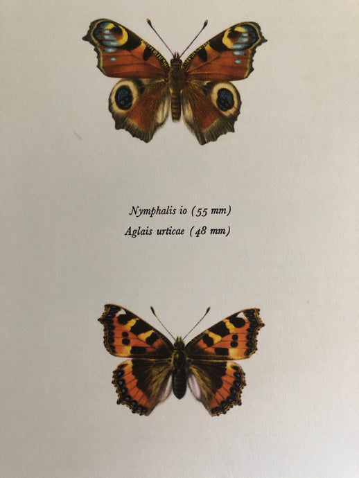 Original Butterfly Bookplate, Nymphalis