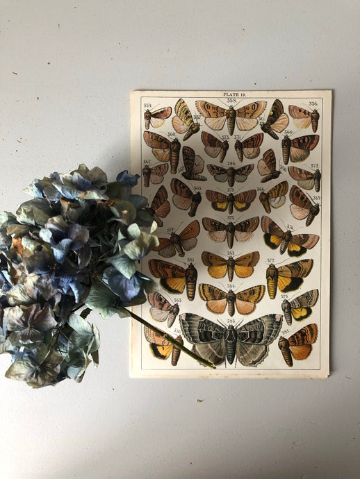 Original Butterfly/Moth Bookplate, Plate 19