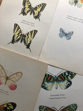 Load image into Gallery viewer, Original Butterfly Bookplate, Papilio Machaon