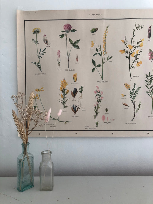 Vintage Botanical Poster