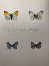 Load image into Gallery viewer, Vintage Butterfly Print, 4 mini butterflies