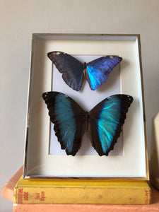 NEW - Blue Vintage Framed Butterflies