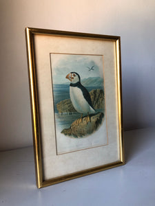 Antique Puffin Lithograph