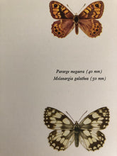 Load image into Gallery viewer, Original Butterfly Bookplate, Parage Megaera