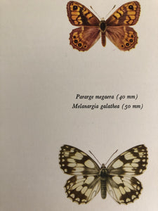 Original Butterfly Bookplate, Parage Megaera