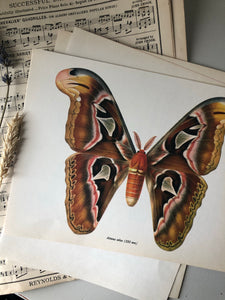 Vintage Moth Bookplate, Attacas Atlas