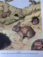Load image into Gallery viewer, Vintage Wild Rabbits bookplate