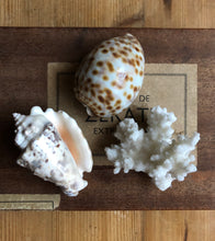 Load image into Gallery viewer, Piece of Vintage Coral with shells