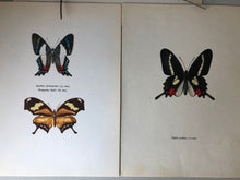 Load image into Gallery viewer, Pair of Vintage Butterfly Bookplates / Prints, Papilio Lysithous