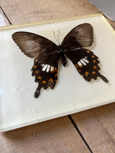 Load image into Gallery viewer, Vintage Butterfly set in resin