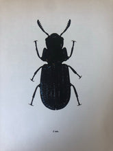 Load image into Gallery viewer, 1960s Beetle Print, Large Common Black Beetle