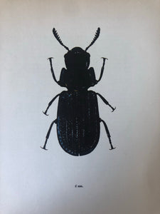 1960s Beetle Print, Large Common Black Beetle