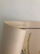 Load image into Gallery viewer, Vintage Botanical Poster