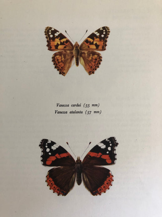 Original Butterfly Bookplate, Vanessa Cardui