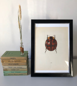 Vintage Lithograph Ladybird Print