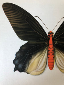 Vintage Butterfly Bookplate / Print, Papilio Semperi