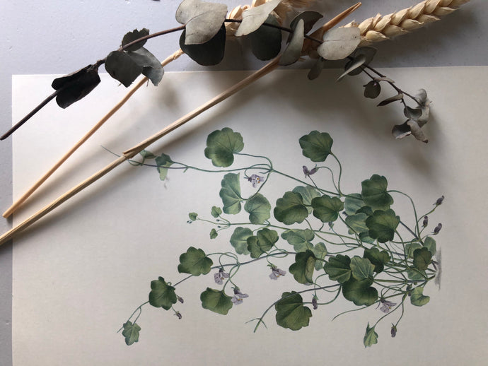 Original Botanical Bookplate, Hanging Plant