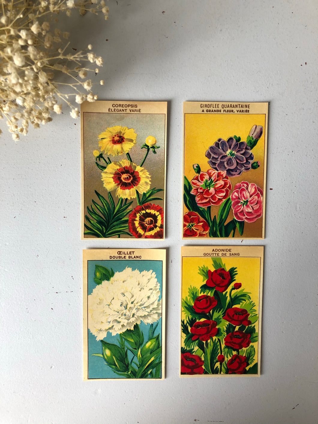 Set of Four Original French Flower Seed Labels, Pheasants Eye