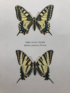 Original Butterfly Bookplate, Papilio Machaon