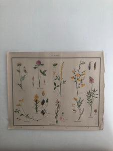 Vintage Botanical Poster