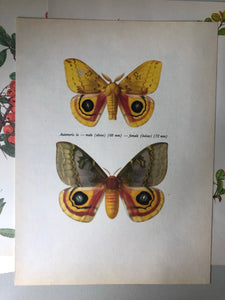 1960s Moth Bookplate, Automeris