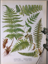 Load image into Gallery viewer, Pair of Vintage Botanical Fern prints