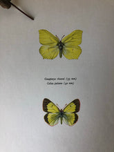 Load image into Gallery viewer, Pair of Vintage Butterfly Bookplates / Prints, Colias Palaeno
