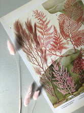 Load image into Gallery viewer, 1960s Botanical Sea Plant Bookplate, Pink