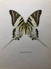 Load image into Gallery viewer, Vintage Butterfly Print, Graphium Androcles