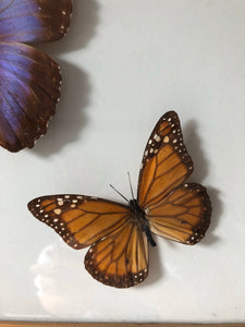 Butterflies in Vintage Frame