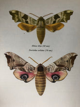 Load image into Gallery viewer, Original 1960s Moth Print