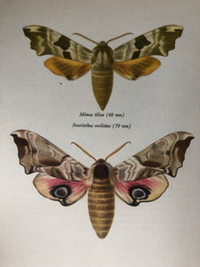 Original 1960s Moth Print