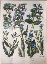 Load image into Gallery viewer, Vintage Botanical Print, Blue Gromwell