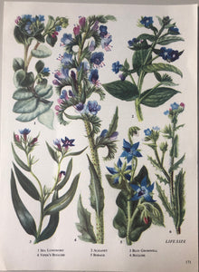 Vintage Botanical Print, Blue Gromwell