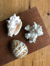 Load image into Gallery viewer, Piece of Vintage Coral with shells