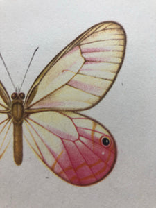 Original Butterfly Bookplate, Heliconius Amazona