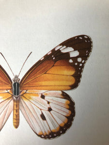 Original Butterfly Bookplate, Danaus chrysippus