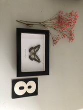 Load image into Gallery viewer, Vintage Framed Butterfly, Ideopsis