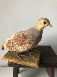 Vintage French Partridge
