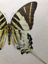 Load image into Gallery viewer, Vintage Butterfly Print, Graphium Androcles